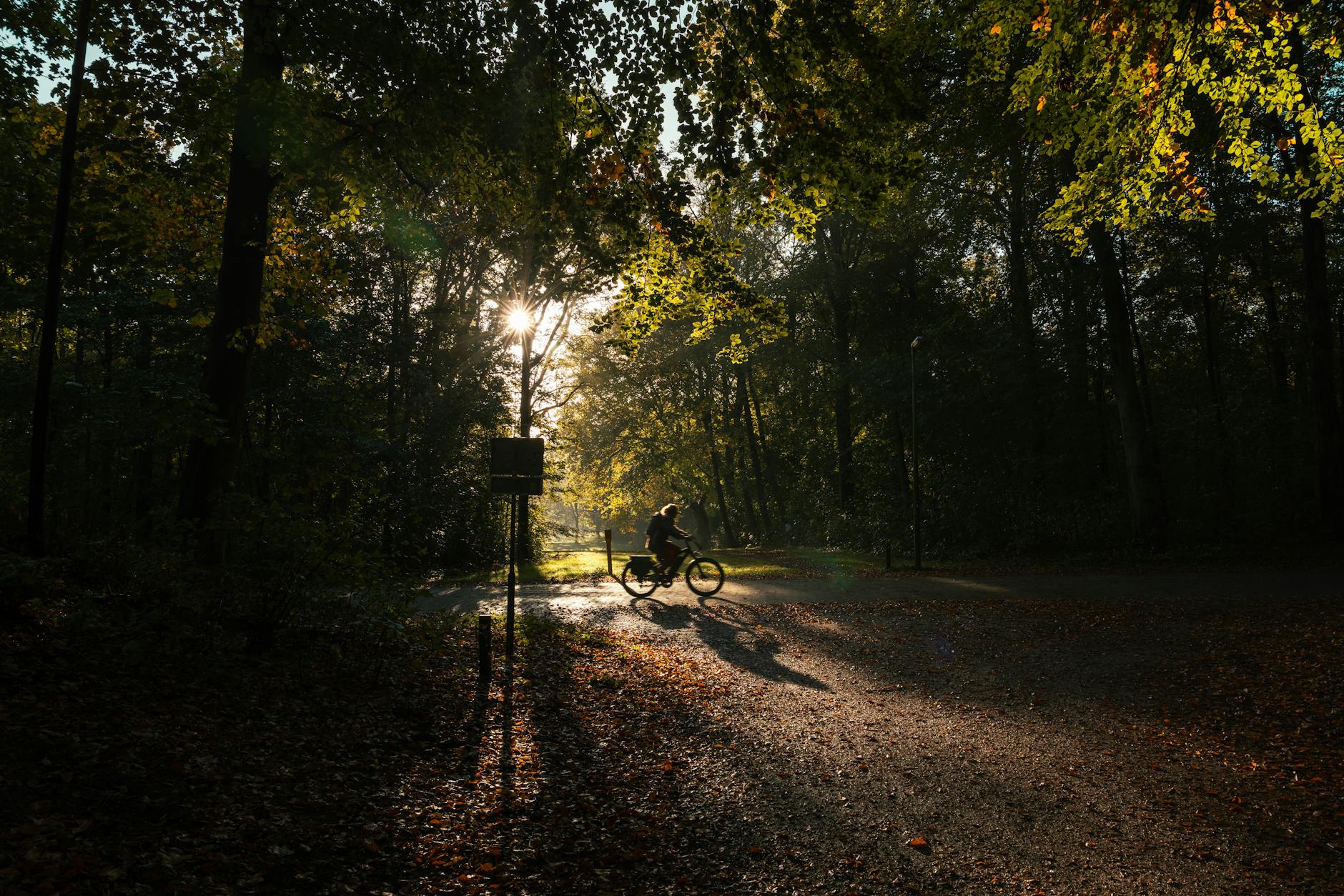 Rowerzysta jedzie jesienną, nasłonecznioną leśną ścieżką